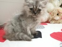 Oyuncu minik scottish fold yavrularımıza sıcak yuva arıyoruz