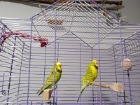 Jumbo muhabbet kuşu çift