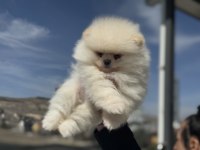 Çok özel tea cup pomeranian yavrular ziyarete açık
