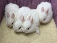 CÜCE NETHERLAND DWARF TAVŞAN YAVRULARIMIZ