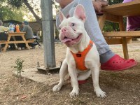 FULL BEYAZ MAVİ GÖZ PEMBE BURUN FRENCH BULLDOG