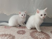 2.5 aylıklar ikisi de erkek british shorthair