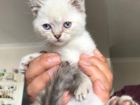Scottish fold izmir