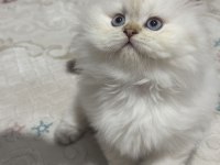 2 Aylık British Longhair Yavrum