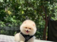 Pomeranian boo safkan ayı surat bebeklerim