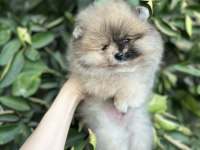 Merle Pomeranian Boo