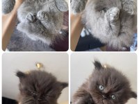 Safkan British Longhair Yavrularım