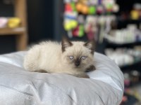 En uygunu en güzeli british shorthair