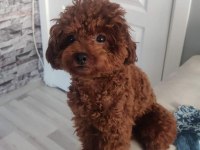 Orjinal toy poodle