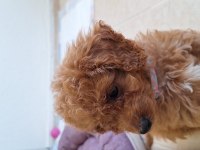 Toy Poodle 2 Aylık Dişi