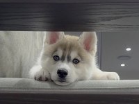 Sibirya Kurdu (Husky) Köpeğimiz