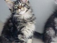Son Kalan Xxl Mainr Coon Değerinin Altında Verilecek