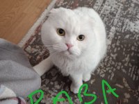 Scottish fold ve straight longhair yavrular
