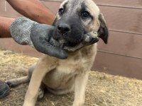 Orjinal Kangal Yavruları Dişi Erkek