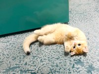 British Golden Shorthair Ny12 Kızım