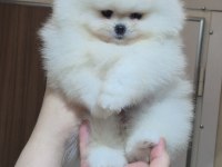 MİNİ BOY ORİJİNAL IRK POMERANİAN BOO DİŞİ