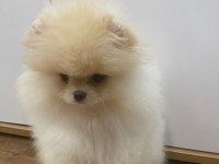 Daha iyisi yok orijinal ayı surat pomeranian boo
