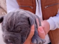 Cane corso yavrularımız doğmuştur