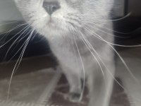 14 aylık british shorthair