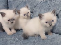 BLUE POİNT YAVRU KEDİLER