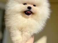 TEACUP BEYAZ AYICIK POMERANİAN BOO