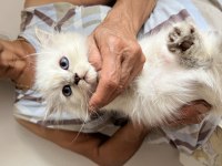 British longhair erkek yavru