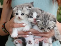 4 adet birbirinden güzel scottish fold yavruları