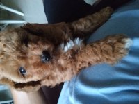 Mini boy toy poodle Kore bebeklerim teslime hazır