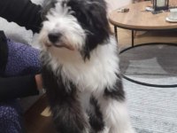 Tibet terrier harika ırk