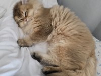 British longhair 8 aylık erkek