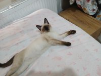 KEDİMİZ PAŞA YA YENİ YUVA ARIYORUZ