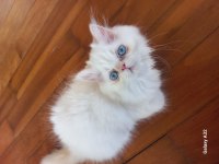 Chinchilla Pamuk şekerler