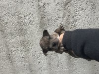 French bulldog yavru köpeklerimiz
