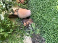 40 günlük yavru köpekler 2 dişi 1 erkek