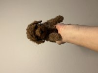Kore toy poodle bebekler yeni yuvası için hazır