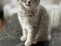 Scottish fold ve straight YAVRU 3 aylık
