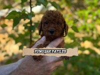 Kore Poodle