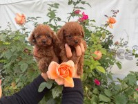 Kore toy poodle yavrularımız