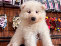 Samoyed bebeklerimiz için acele edin