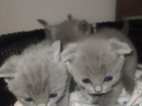 yavru scottish fold
