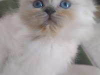 AŞIK OLACAKSINIZ british longhair