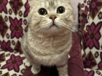 British longhair kedimizi sahiplendiriyoruz