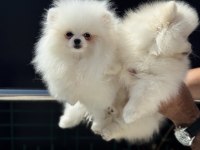 Show kalite tea cup kore pomeranian boo