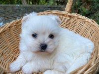 Kar beyaz kore maltese bebek