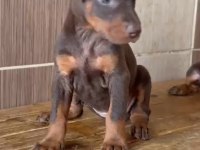 King doberman yavruları