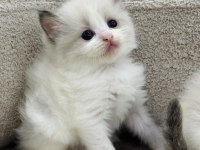 RAGDOLL BEBEKLER