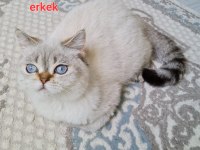 British erkek ve dişi kedimiz