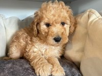 SAFKAN TOY POODLE YAVRULARI