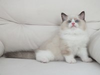 Ragdoll yavruları
