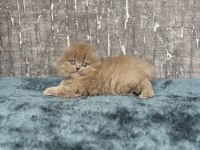 Show Class Sıfır Kulak Scottish Fold Prenses